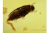 MELANDRYIDAE Superb False Darkling BEETLE in BALTIC AMBER 523