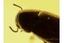 MELANDRYIDAE Superb False Darkling BEETLE in BALTIC AMBER 523