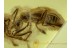 Superb PLANTHOPPER Nymph + Ant-like BEETLE in BALTIC AMBER 524