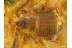 Great Looking PSEUDOSCORPION in BALTIC AMBER 548
