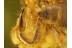 Great Looking PSEUDOSCORPION in BALTIC AMBER 548