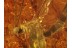 MYCETOPHILIDAE Large Great FUNGUS GNAT in BALTIC AMBER 547