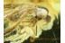 EMPIDID FLY Inclusion in Genuine BALTIC AMBER 554