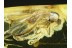 EMPIDID FLY Inclusion in Genuine BALTIC AMBER 554