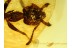 Gesomyrmecini Nice Looking ANT  in BALTIC AMBER 551