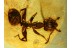 Gesomyrmecini Nice Looking ANT  in BALTIC AMBER 551