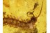 Lithobiidae STONE CENTIPEDE 14mm in BALTIC AMBER 556