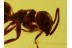 FORMICINAE Superb ANT & More in BALTIC AMBER 557