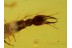 NEVRORTHIDAE Aquatic Lacewing Larvae in BALTIC AMBER 558