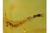 NEVRORTHIDAE Aquatic Lacewing Larvae in BALTIC AMBER 558