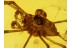 Great CADDO DENTIPALPUS HARVESTMEN in BALTIC AMBER 559