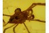 Great CADDO DENTIPALPUS HARVESTMEN in BALTIC AMBER 559