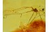 Great CADDO DENTIPALPUS HARVESTMEN in BALTIC AMBER 559