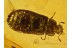 TROGOSSITIDAE Bark-Gnawing Beetle in Genuine BALTIC AMBER 578