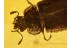 TROGOSSITIDAE Bark-Gnawing Beetle in Genuine BALTIC AMBER 578
