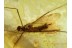 PARASITIC MITE on CRANE FLY in BALTIC AMBER 1022