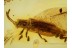 CHRYSOMELIDAE HISPINAE Perfect Leaf Beetle in BALTIC AMBER 579