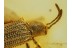 CHRYSOMELIDAE HISPINAE Perfect Leaf Beetle in BALTIC AMBER 579