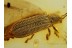 CHRYSOMELIDAE HISPINAE Perfect Leaf Beetle in BALTIC AMBER 579