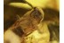 ISOPTERA Nice WINGED TERMITE in BALTIC AMBER  566