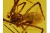 SYNOTAXIDAE Superb Looking SPIDER in BALTIC AMBER  614