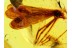 Giant MECOPTERA Scorpionfly in BALTIC AMBER 560