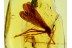 Giant MECOPTERA Scorpionfly in BALTIC AMBER 560