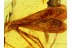 Giant MECOPTERA Scorpionfly in BALTIC AMBER 560