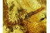 Huge Superb STONE CENTIPEDE LITHOBIIDAE in BALTIC AMBER 561