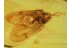 HEMEROBIIDAE Brown LACEWING in Genuine BALTIC AMBER 562