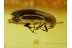 MELANDRYIDAE False Darkling BEETLE in BALTIC AMBER 572