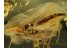 CHIRONOMIDAE Superb TRUE MIDGE in BALTIC AMBER 590