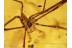 Great CADDO DENTIPALPUS HARVESTMEN in BALTIC AMBER 580