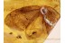 PSYCHOPSIDAE SILKY LACEWING in BALTIC AMBER 581