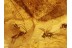 PSYCHOPSIDAE SILKY LACEWING in BALTIC AMBER 581