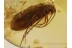 Trichoptera Nice  CADDISFLY in Genuine BALTIC AMBER 582
