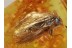 GREEN Eyed CADDISFLY Trichoptera + in BALTIC AMBER 583