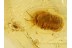Larvae Like  COCCID in Genuine BALTIC AMBER 589