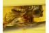 TABANIDAE HORSE FLY male in BALTIC AMBER 594