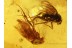 PHORIDAE Swarm of 20 SCUTTLE FLIES in BALTIC AMBER 595