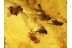 PHORIDAE Swarm of 20 SCUTTLE FLIES in BALTIC AMBER 595