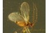 CECIDOMYIIDAE Superb GALL MIDGE in BALTIC AMBER 599