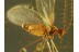 CECIDOMYIIDAE Superb GALL MIDGE in BALTIC AMBER 599