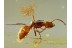 FORMICINAE Superb Preserved ANT in BALTIC AMBER 601