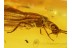 Plecoptera Superb Looking STONEFLY in BALTIC AMBER 603