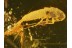 ZYGENTOMA SILVERFISH in Genuine BALTIC AMBER 604