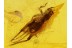 GRYLLIDAE CRICKET in Genuine BALTIC AMBER 605