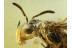 APIDAE Honey Bee in BALTIC AMBER 606