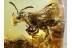 APIDAE Honey Bee in BALTIC AMBER 606