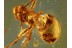 OONOPIDAE GOBLIN SPIDER in BALTIC AMBER 657